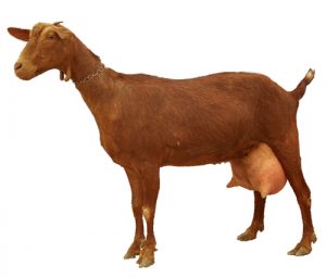 cabra malaguena