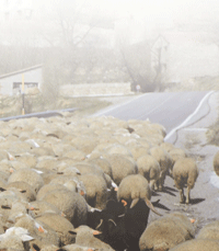 ovejas-en-la-niebla