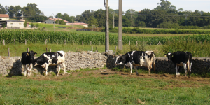 vacas-en-patio