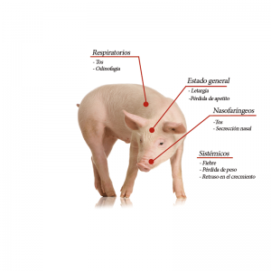 Signos clínicos más comunes de la influenza porcina