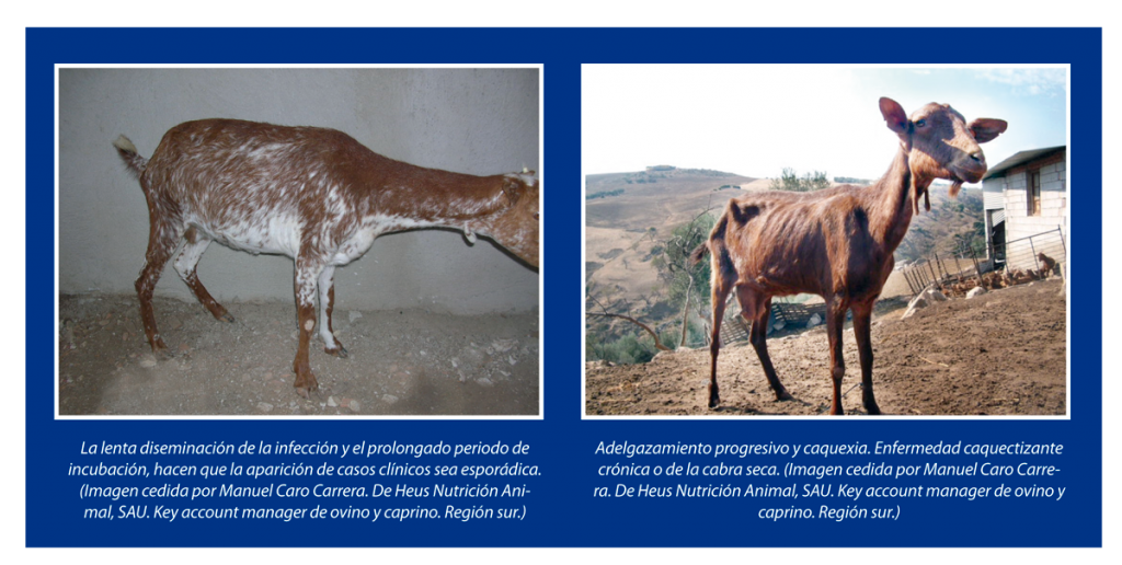 Epidemiología-de-la-Paratuberculosis-en-granjas-caprinas-lecheras-de-Andalucía